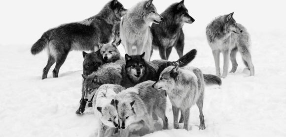 a wolf pack in black and white